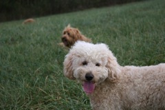 Picture of Australian Labradoodle