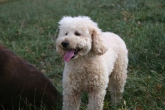 Picture of Australian Labradoodle