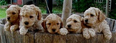 Picture of Australian Labradoodle