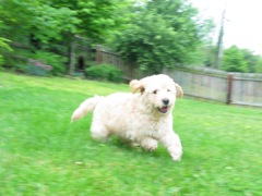 Picture of Australian Labradoodle