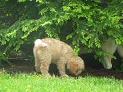 Picture of Australian Labradoodle