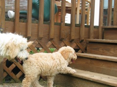 Picture of Australian Labradoodle