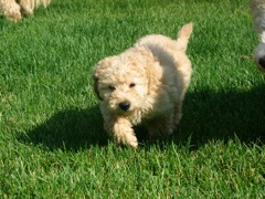 Picture of Australian Labradoodle