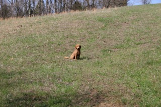Sparkie resting on a walk<br>
 