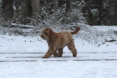 Gunner ~ Photo Courtesy of Spring Creek Labradoodles - 1<br>
 