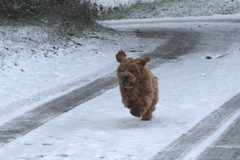 Gunner ~ Photo Courtesy of Spring Creek Labradoodles - 2<br>
 