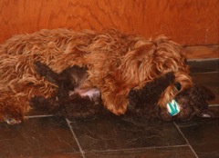 Gunner ~ Photo Courtesy of Spring Creek Labradoodles - 3<br>
 