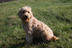 Picture of Sapphire, an Australian Labradoodle