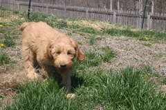 Picture of Sapphire, an Australian Labradoodle