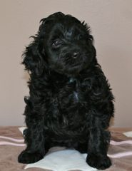 Picture of Birdie, an Australian Labradoodle