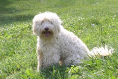 Picture of Chance, an Australian Labradoodle
