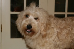 Picture of Cole, an Australian Labradoodle