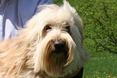 Photo of Cole, an Australian Labradoodle