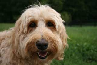 Picture of Flame, an Australian Labradoodle