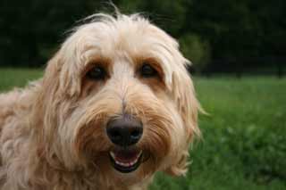 Picture of Silk, an Australian Labradoodle