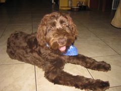 Picture of Georgia, an Australian Labradoodle