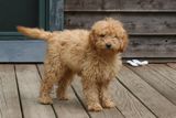 Picture of Lacey, an Australian Labradoodle