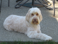 Picture of Layla, an Australian Labradoodle
