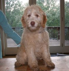 Picture of an Australian Labradoodle