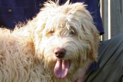 Photo of Mattie, an Australian Labradoodle