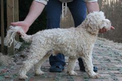 Picture of Moondoggie, an Australian Labradoodle