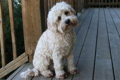 Picture of Moondoggie, an Australian Labradoodle