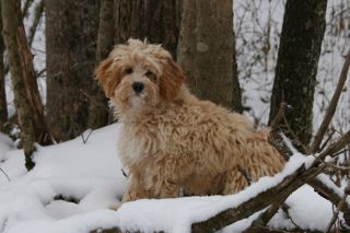 Picture of Moondoggie, an Australian Labradoodle