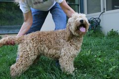 Picture of Pearl, an Australian Labradoodle