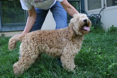 Picture of Pearl, an Australian Labradoodle