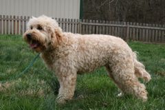 Picture of Pearl, an Australian Labradoodle