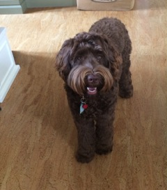 Picture of Rasa, an Australian Labradoodle
