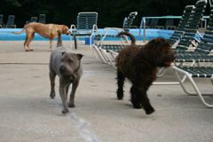 Picture of Buddy, a chocolate colored Australian Labradoodle