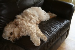 Picture of Flame, an Australian Labradoodle, resting on a couch