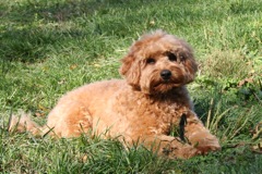 Picture of Razz, an Australian Labradoodle