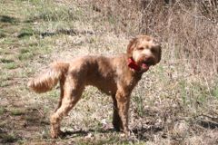 Picture of Sapphire, an Australian Labradoodle