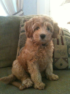 Picture of Roxie, an Australian Labradoodle