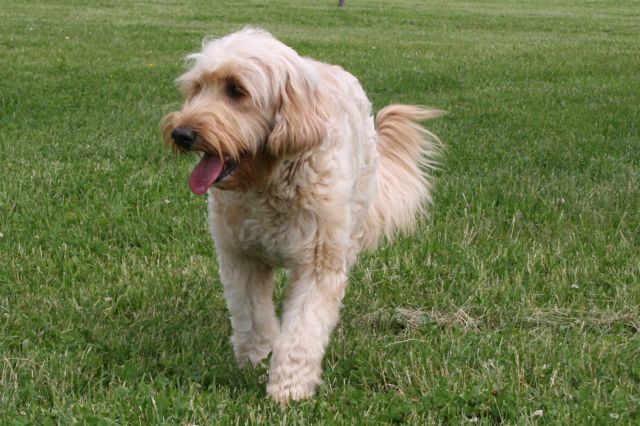 Picture of Cappy, an Australian Labradoodle