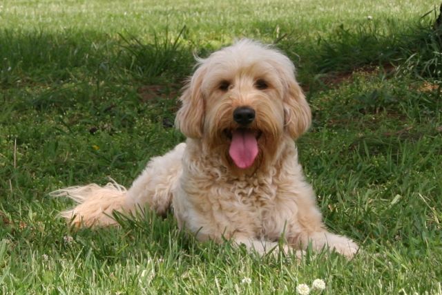 Picture of Cappy, an Australian Labradoodle