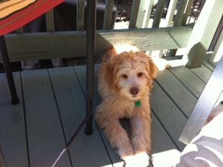 Picture of Savannah, an Australian Labradoodle