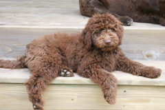 Picture of Scottie, an Australian Labradoodle