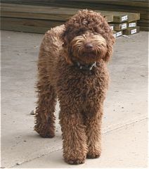 Picture of Scottie, a chocolate Australian Labradoodle