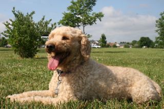 Picture of Sparkle, an Australian Labradoodle