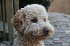 Picture of Sparkle, an Australian Labradoodle