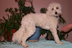 Picture of Sufi, an Australian Labradoodle