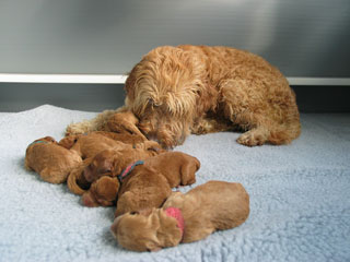 Picture of Australian Labradoodle
