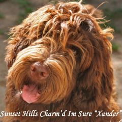 Picture Xander, a chocolate Australian Labradoodle