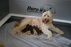 Picture of Layla, an Australian Labradoodle