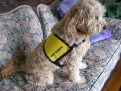 Picture of Derby, a Certified Therapy Australian Labradoodle