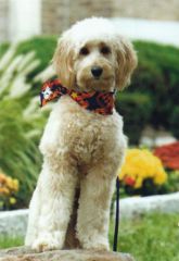 Picture of Gus, an Australian Labradoodle Therapy Dog
