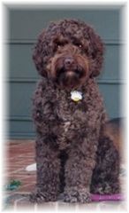 Picture of Lacey, an Australian Labradoodle